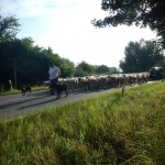 2013 0728 DSCN5147 RTF Hungen Anfahrt Reichelsheim 1-Kontrolle Einstieg Schafherde-Bild_EvaS