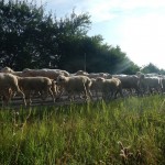 2013 0728 DSCN5150 RTF Hungen Anfahrt Reichelsheim 1-Kontrolle Einstieg Schafherde-Bild_EvaS