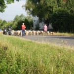 2013 0728 DSCN5153 RTF Hungen Anfahrt Reichelsheim 1-Kontrolle Einstieg Schafherde-Bild_EvaS
