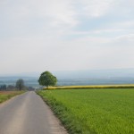 B-RC03-140421-12-RTC_Sandhasen-Impresssionen_Baum-WEB