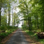 B-RC03-140421-19-RTC_Sandhasen-Impresssionen_Waldweg-WEB